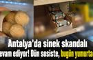 Antalya'da sinek skandalı devam ediyor! Dün sosiste, bugün yumurtada