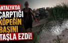 Antalya'da çarptığı köpeğin başını taşla ezdi: Şahıs gözaltında!