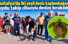 Antalya'da iki yeşil deniz kaplumbağası uydu takip cihazıyla denize bırakıldı!