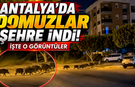 Antalya'da domuzlar şehre indi! İşte o görüntüler