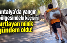 Antalya'da yangın bölgesindeki keçisini sırtlayan minik gündem oldu!