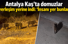 Antalya Kaş’ta domuzlar yerleşim yerine indi: "İnsanı yer len bunlar"