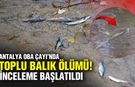 Antalya Oba Çayı’nda toplu balık ölümü! İnceleme başlatıldı