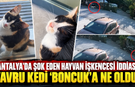 Antalya'da şok eden hayvan işkencesi iddiası! Yavru kedi 'Boncuk'a ne oldu?