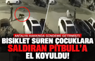 Antalya Hakkında gündeme getirmişti: Bisiklet süren çocuklara saldıran Pitbull'a el koyuldu!