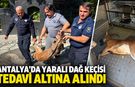 Antalya’da yaralı dağ keçisi tedavi altına alındı
