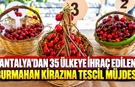 Antalya'dan 35 ülkeye ihraç edilen Burmahan kirazına tescil müjdesi