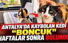 Antalya'da kaybolan kedi "Boncuk" haftalar sonra bulundu