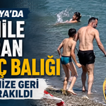 Antalya'da sahile vuran kılıç balığı denize geri bırakıldı