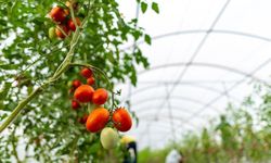 ATB Başkanı Ali Çandır: "Tarımsal girdi fiyatlarındaki artış üreticiyi zorluyor"