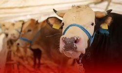 Kurban Bayramı 2025 ne zaman? Hangi ayda?