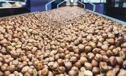 Fındık üreticilerine kötü haber