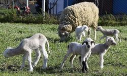 Tarım İşletmeleri 2 bin kuzu satacak