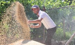 Antalya'da hibe edilen buğdaylara hasat