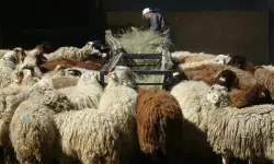 Hayvancılıkta verilen destek miktarları artırıldı