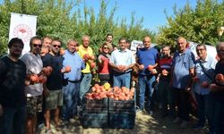 Antalya'da nar hasadı başladı