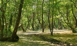 Antalya'nın o ilçelerinde bazı alanlar orman sınırı dışına çıkarıldı