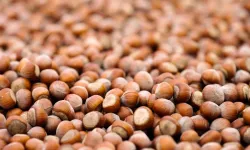 17 Mart 2026 Salı fındık fiyatları ne kadar?