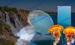 Antalya’da deniz anası paniği! Vatandaş isyan etti