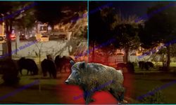 Antalya’da siteyi domuz sürüsü bastı!