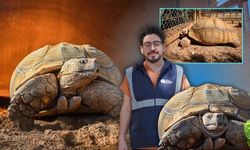 Antalya'da 26 yıllık çınar "Sabi" için arkadaş aranıyor!