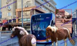 Antalya’da tramvay yolunda midilli şoku!