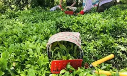 Çaykur işçi alımı yapacak! Başvuru detayları açıklandı