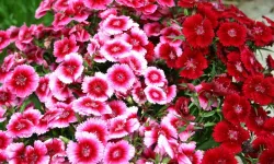 Anadolu Topraklarında Zarif Bir Miras Hüsnü Yusuf Çiçeği ve Efsaneleri