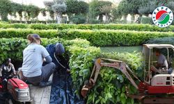 Kepez'de yeşil alanlar bahara hazırlanıyor