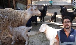 Antalya Doğal Yaşam Parkı’nda doğum sevinci: Yavru keçiler çocuklarla buluşuyor