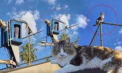 Antalya'da telde mahsur kalan kedi böyle kurtarıldı!
