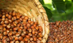 20 Mart 2026 Cuma fındık fiyatları ne kadar? Güncel fındık fiyatları