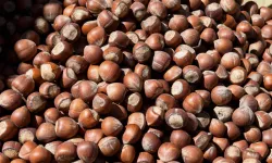 4 Mart 2026 Çarşamba fındık fiyatları ne kadar?