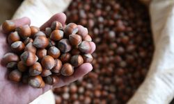 6 Mart 2026 Cuma fındık fiyatları ne kadar?