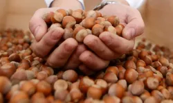 3 Mart 2026 Salı fındık fiyatları ne kadar?