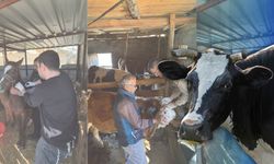 Gazipaşa’da hayvan sağlığına sıkı takip