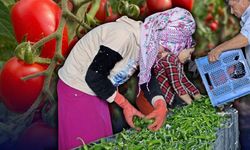 Antalya halinde Şubat tablosu netleşti: Fiyatlarda artış var