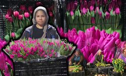 Topraksız tarımda Antalya imzası: Yarım milyon lale 8 Mart'a hazır
