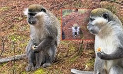 Mantar ararken maymunla karşılaştı! İşte o anlar