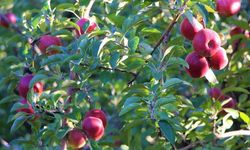 Amasya'nın En Ünlü Tatlısı Hangisi?