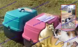 Antalya’da kedilere kapsamlı bakım çalışması