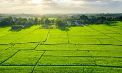 İcralık Tarla Fırsatı: Antalya Aksu’da 8.391 m² Arazi Satışa Sunuldu