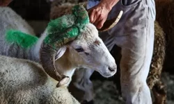 2026 kurban kesim bedeli ne kadar?