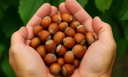 3 Nisan 2026 Cuma fındık fiyatları ne kadar? Güncel fındık fiyatları