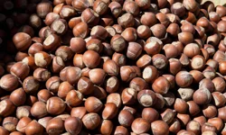 30 Nisan 2026 Perşembe fındık fiyatları ne kadar? İl il fındık fiyatları