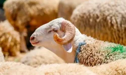 Kurban Bayramı Tatilinin Süresi ve 9 Gün Olma İhtimali Netleşiyor