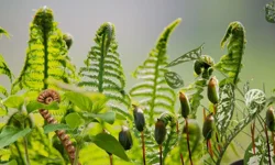 Küresel Isınma ve İnsan Faaliyetleri Bitki Çeşitliliğini Tehdit Ediyor