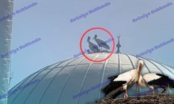 Antalya'da leylekler cami kubbesine yuva yaptı!