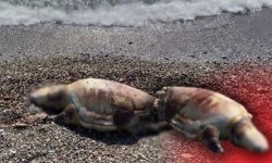 Antalya'da 2 günde 2 caretta caretta ölü bulundu!