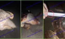 Antalya'da 97 santimetrelik caretta caretta ölü bulundu!